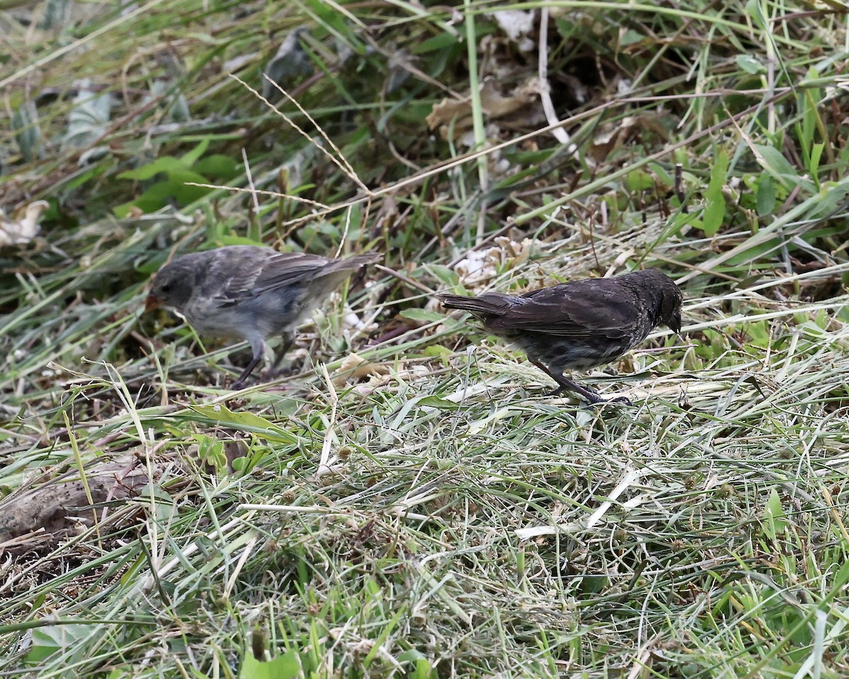 Small Ground-Finch - ML642232991