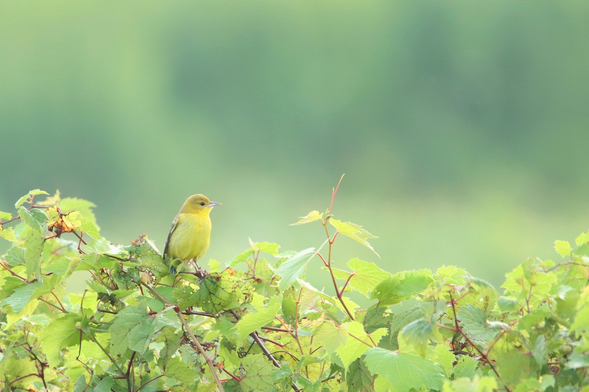 Orchard Oriole - ML642232995