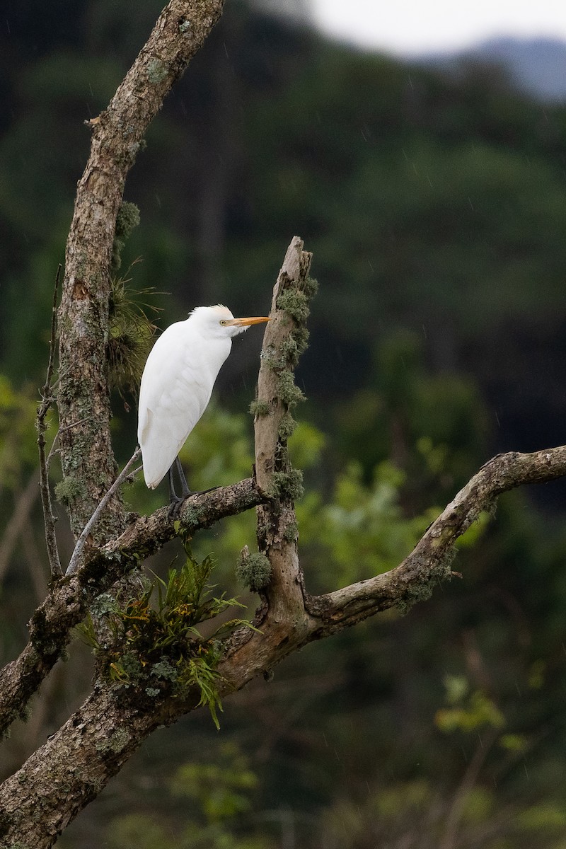 Western Cattle-Egret - ML642233018