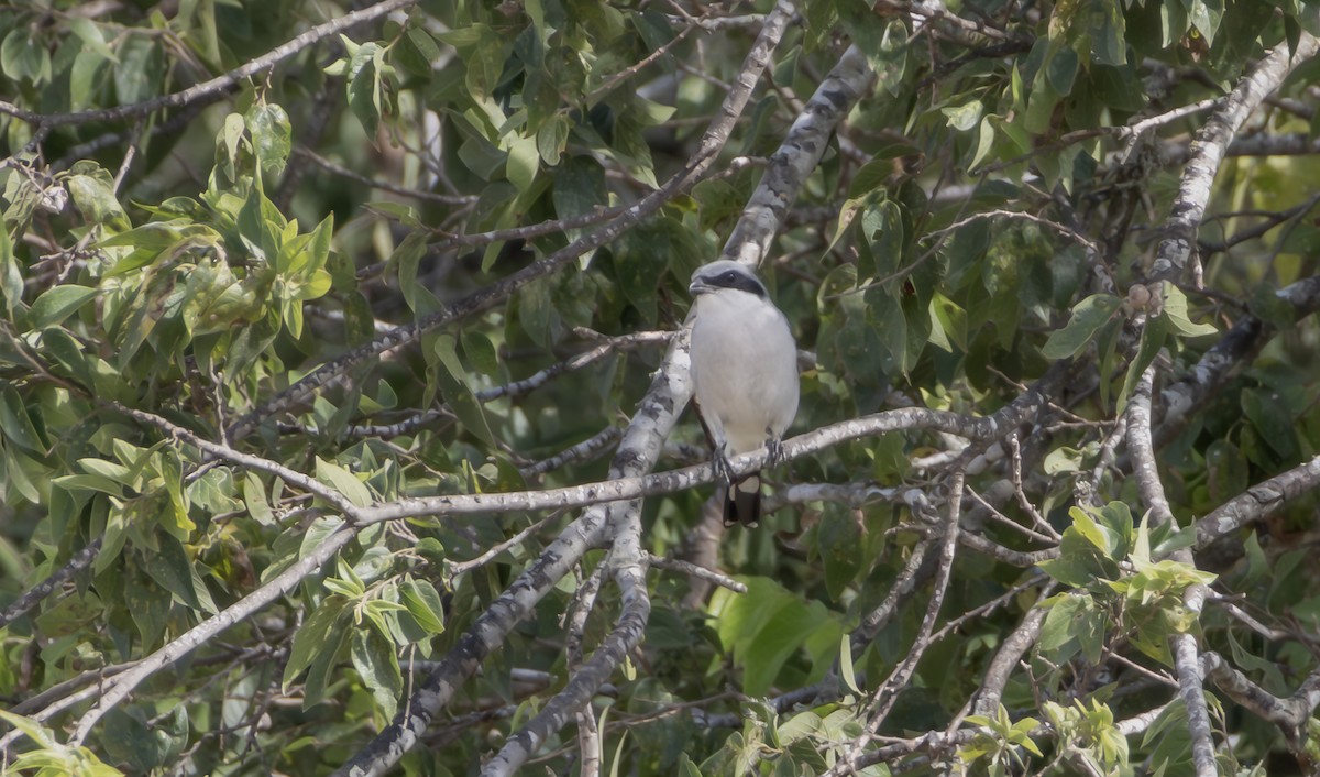 Pie-grièche migratrice - ML642233032