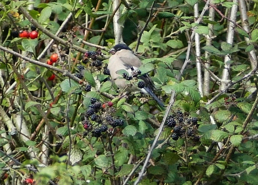 Эгэл зана - ML642233037