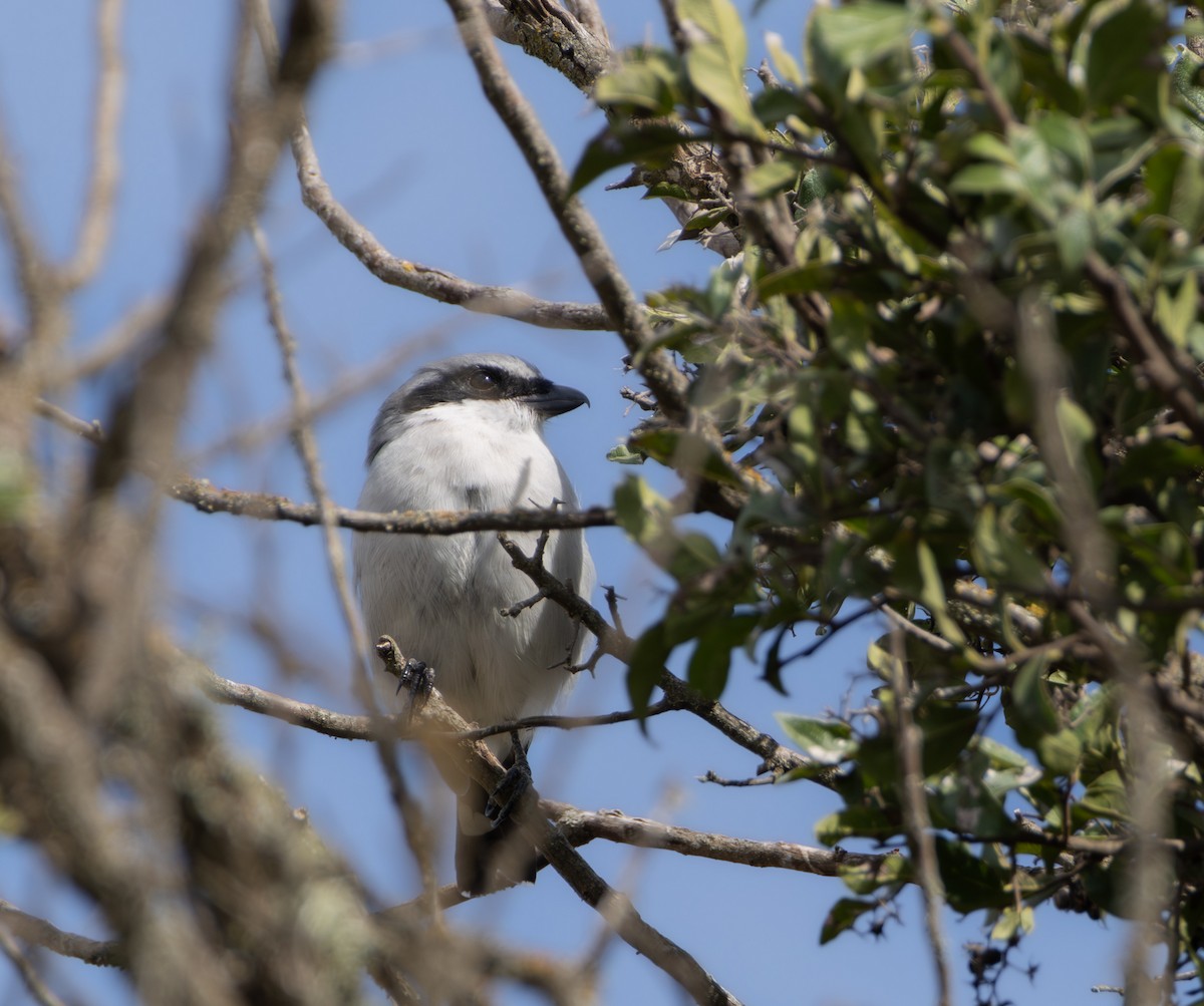 Pie-grièche migratrice - ML642233042