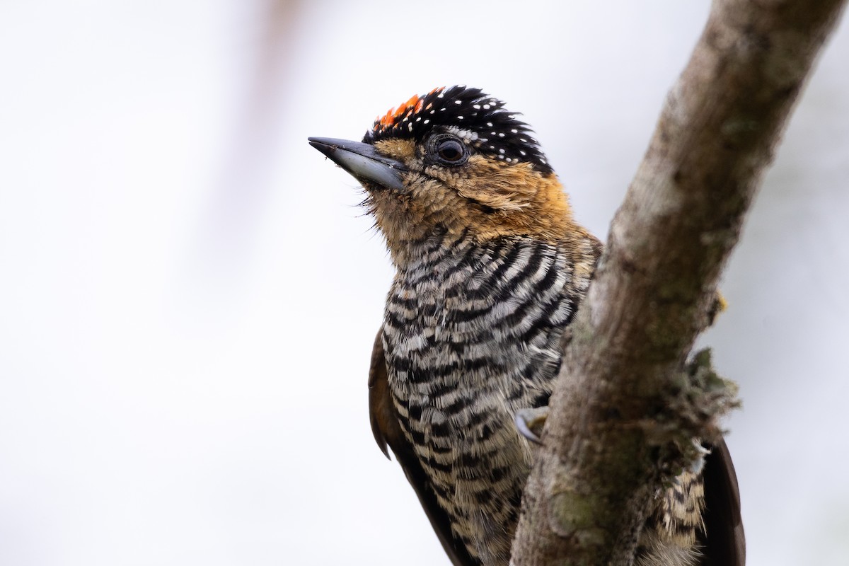 Ochre-collared Piculet - ML642233090