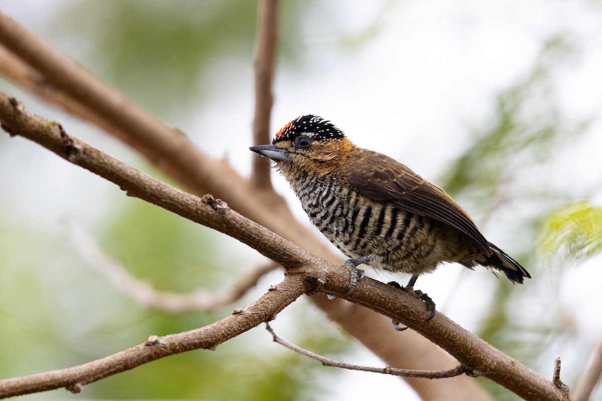 Ochre-collared Piculet - ML642233091
