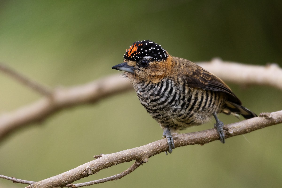 Ochre-collared Piculet - ML642233093