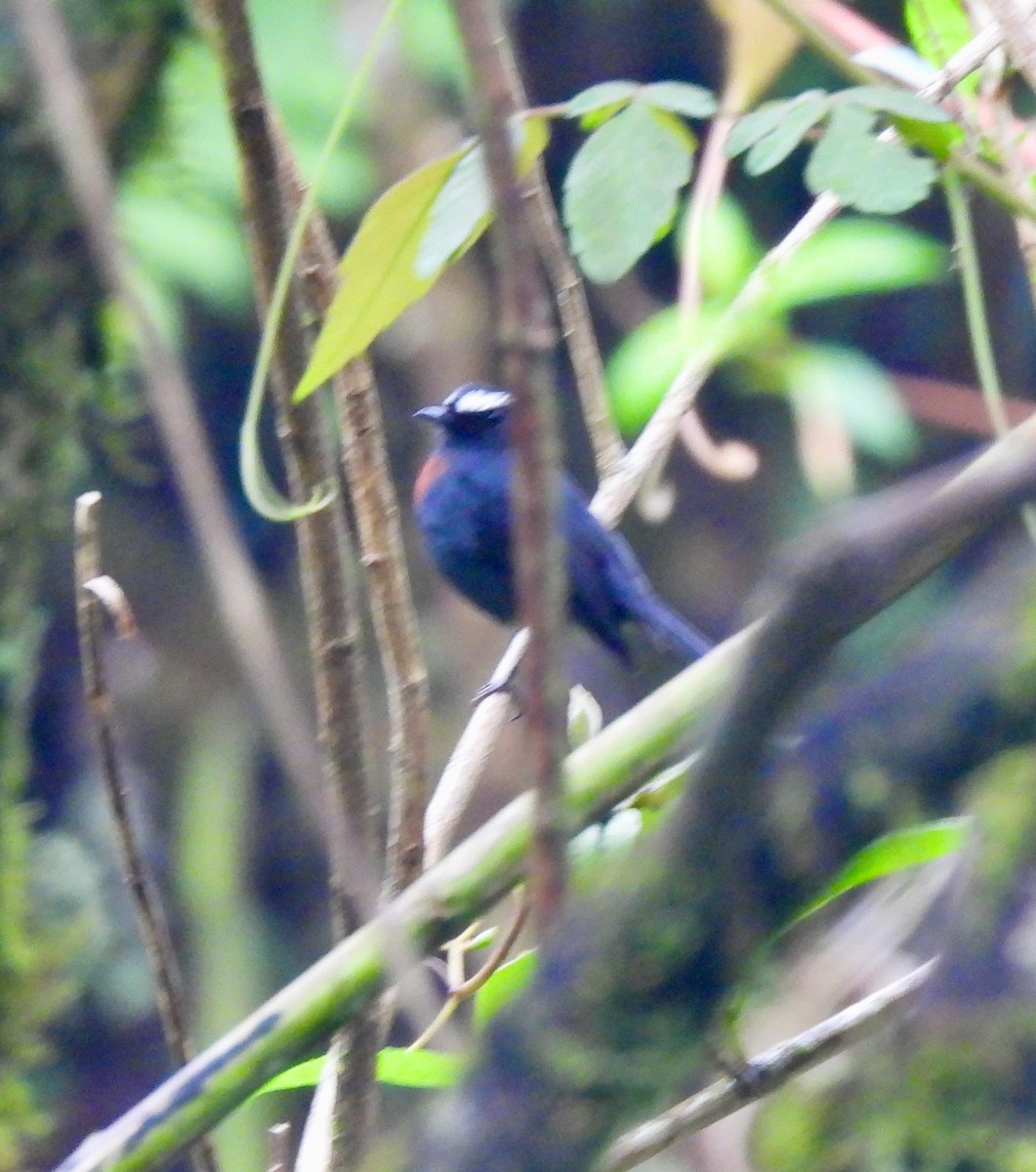 Maroon-belted Chat-Tyrant - ML642233129