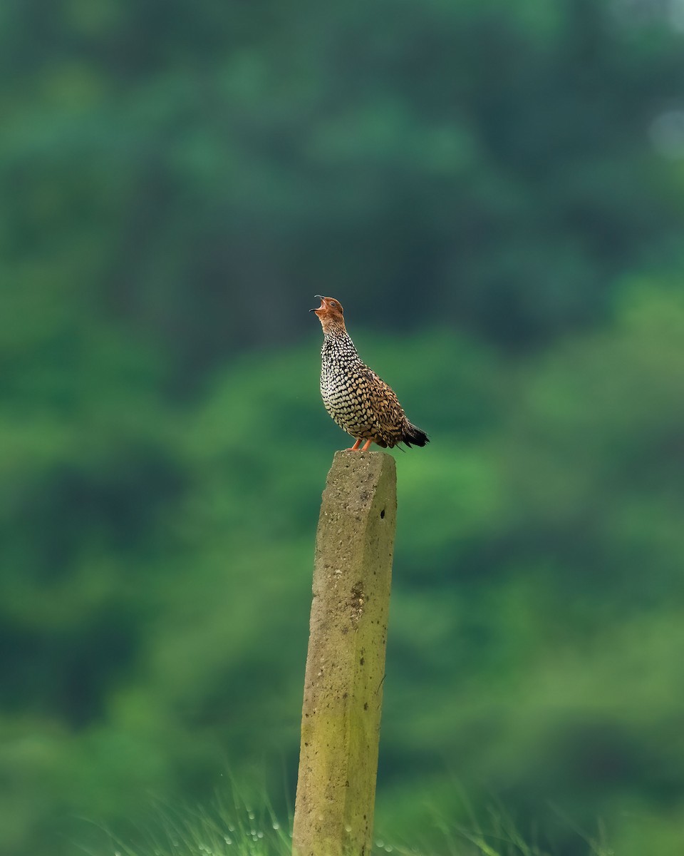 Painted Francolin - ML642233139