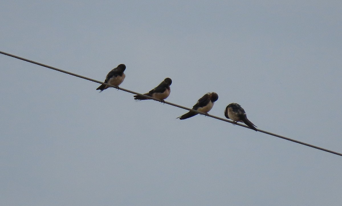 Golondrina Común - ML642233140
