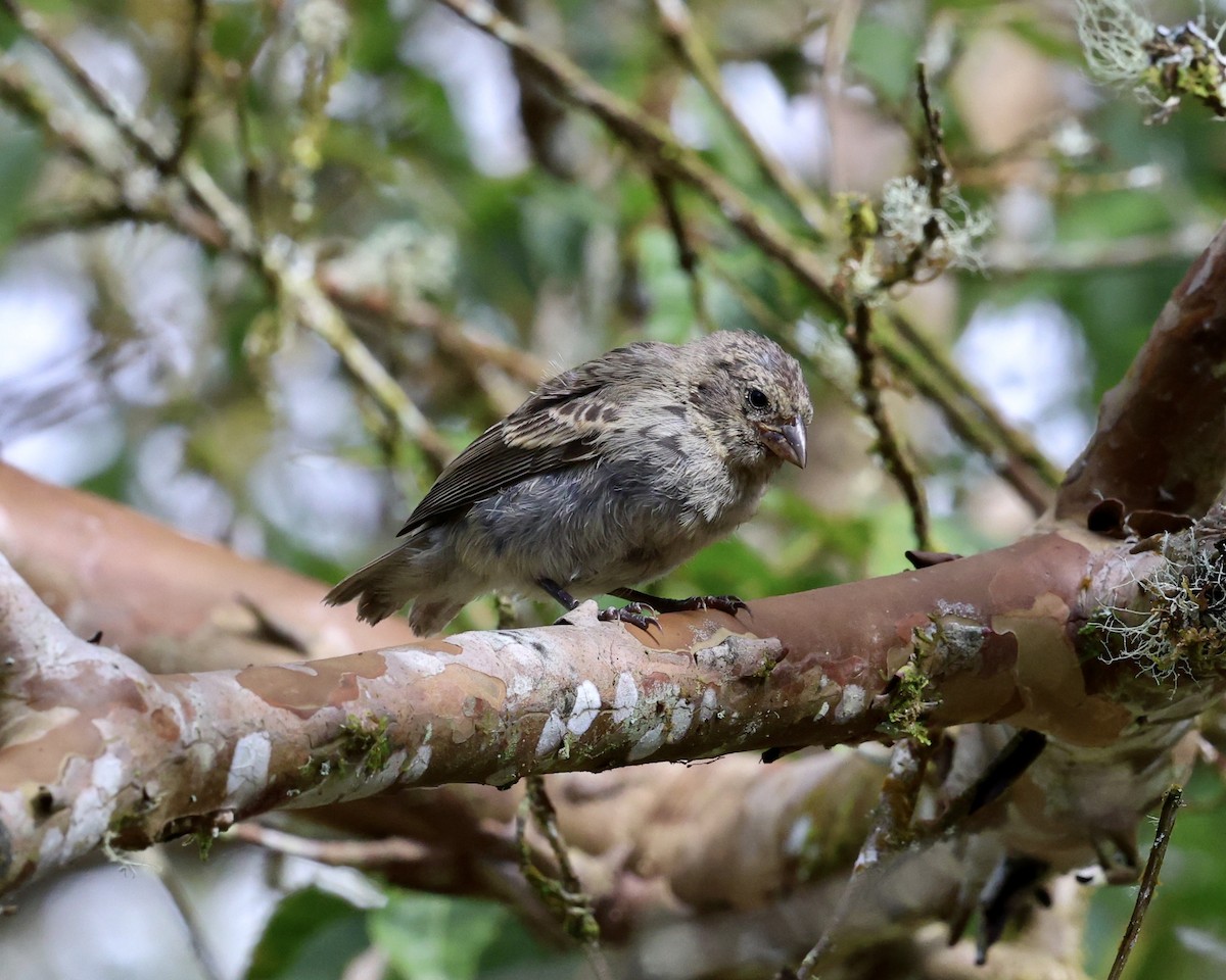 Small Ground-Finch - ML642233187