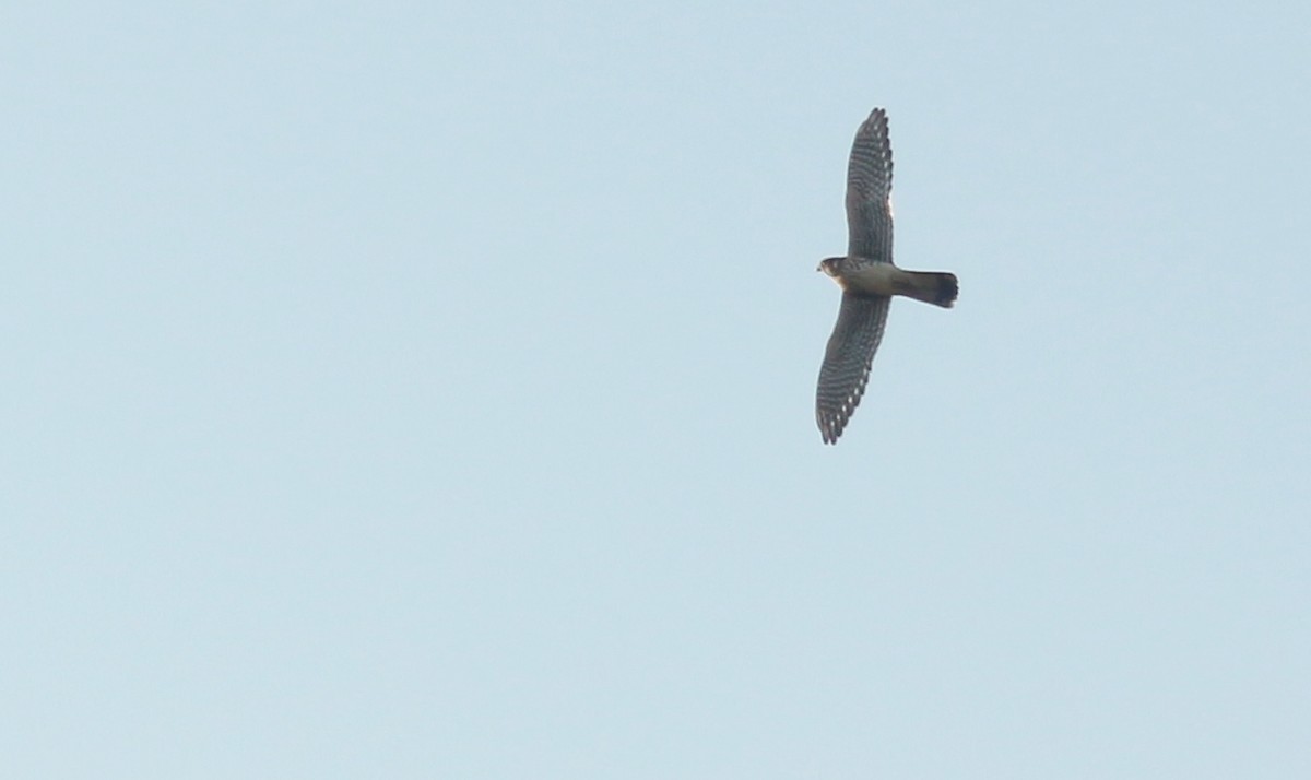 American Kestrel - ML642233239