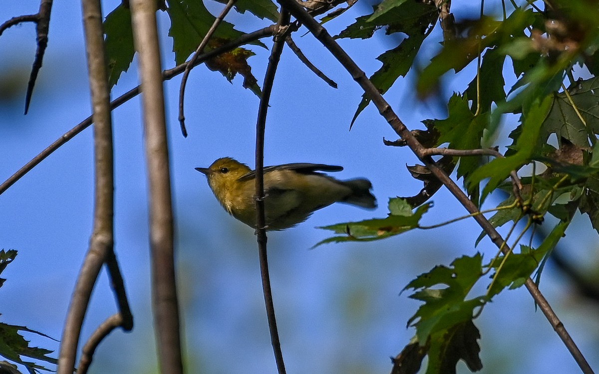 Bay-breasted Warbler - ML642233244