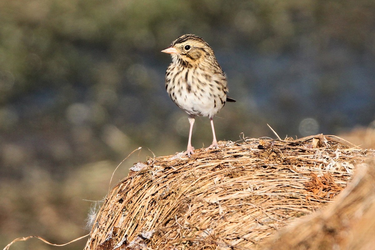 Savannah Sparrow - ML642233246