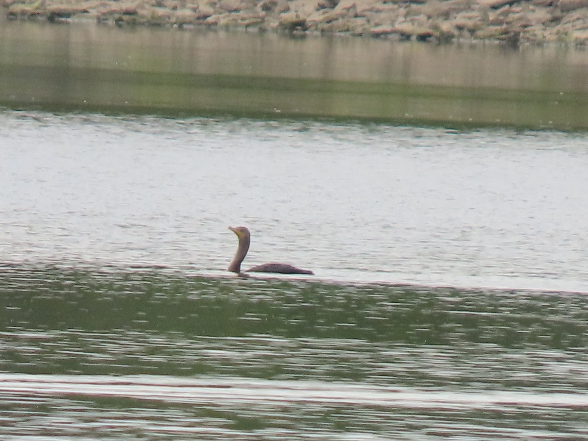 Double-crested Cormorant - ML642233247