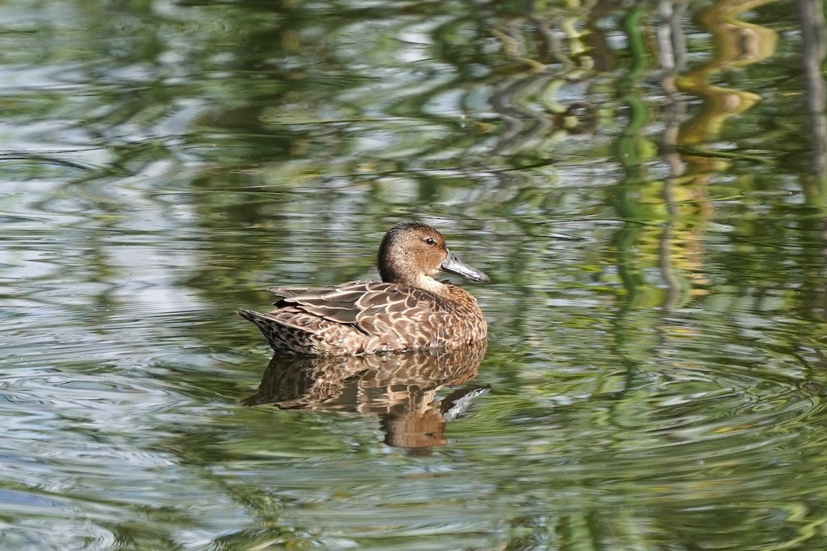 Cinnamon Teal - ML642233248