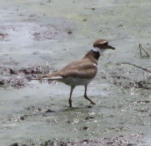 Killdeer - ML642233251