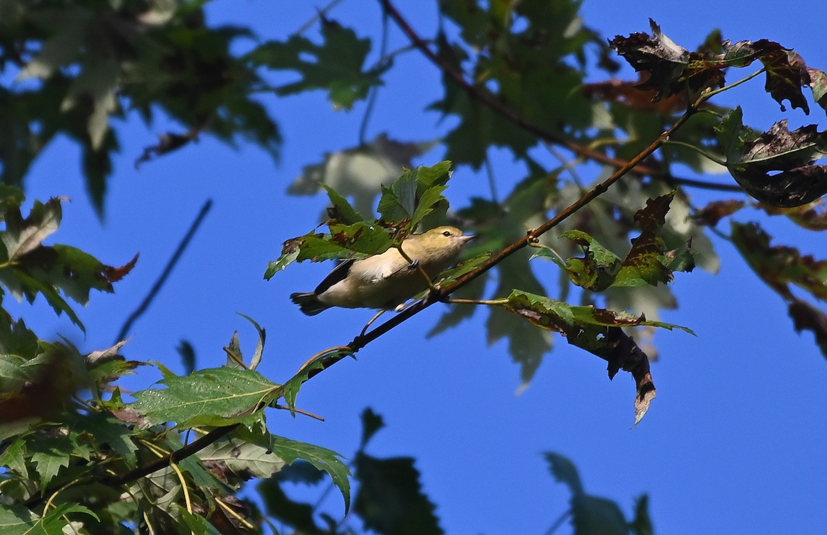 Bay-breasted Warbler - ML642233252