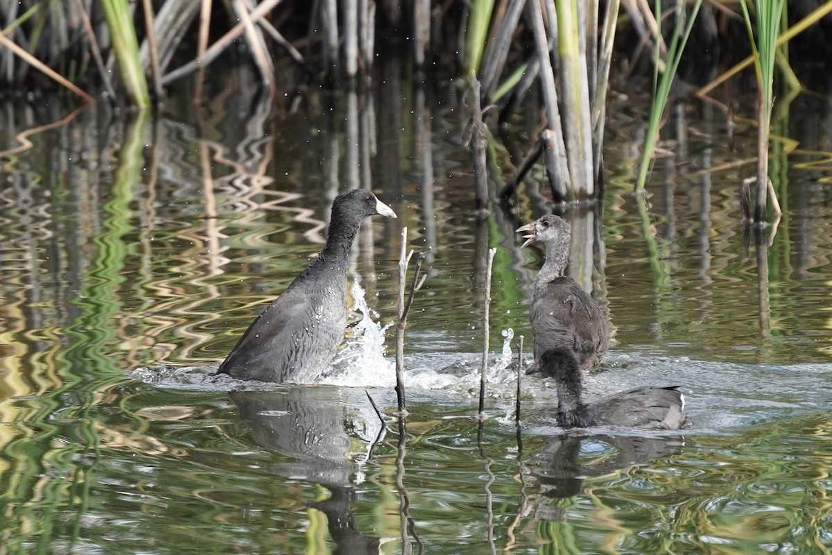 American Coot - ML642233255