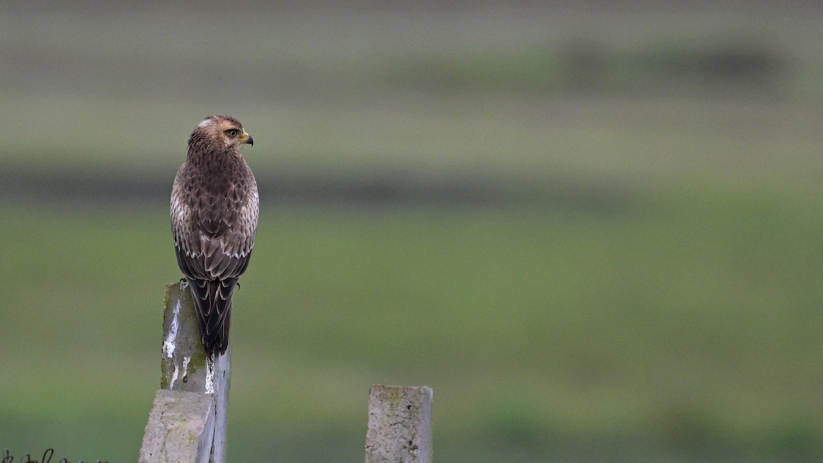 White-eyed Buzzard - ML642233257