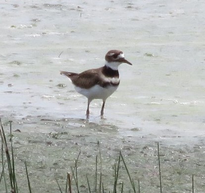 Killdeer - ML642233259