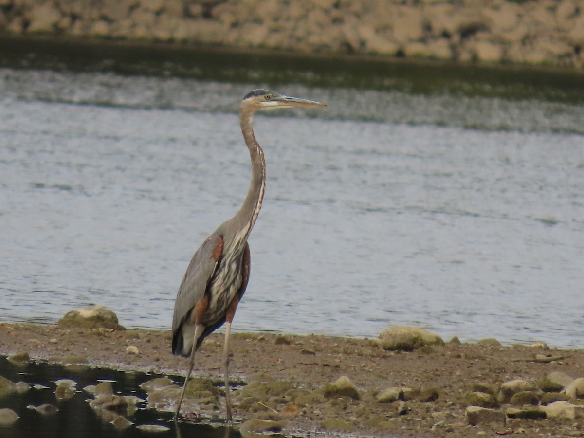 Great Blue Heron - ML642233260
