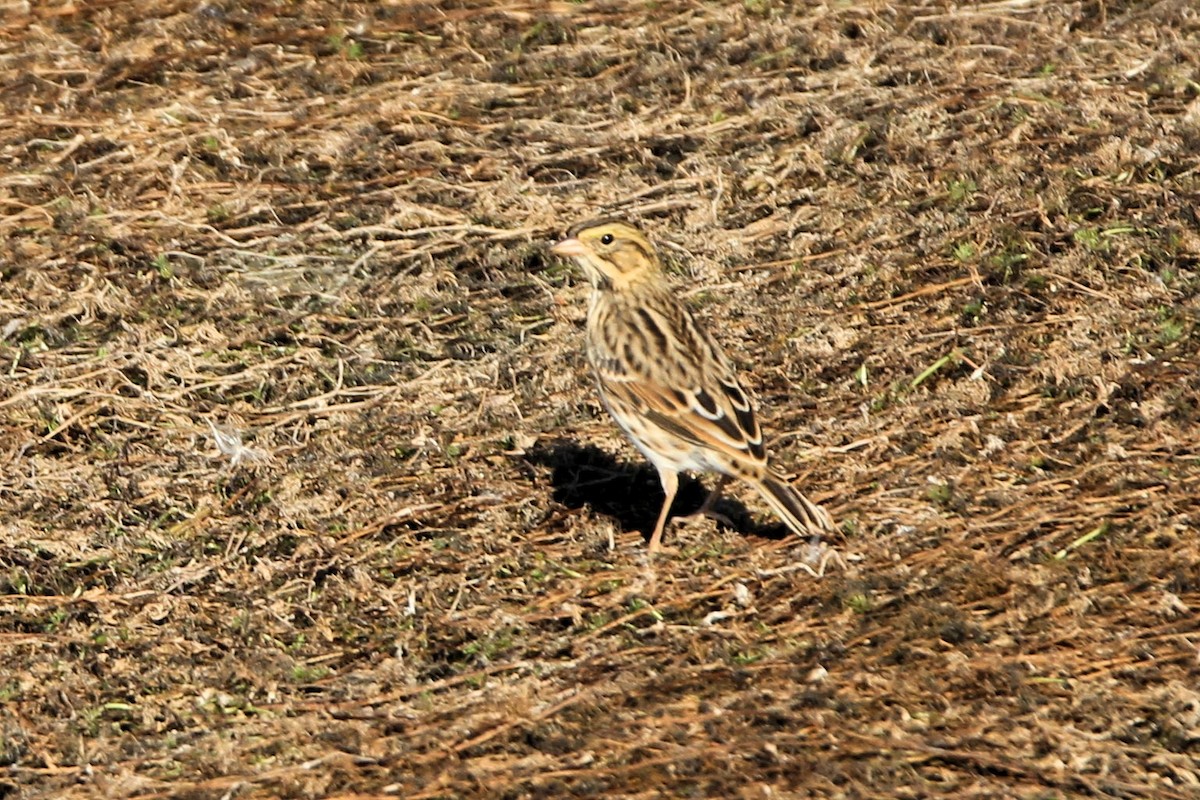Savannah Sparrow - ML642233262