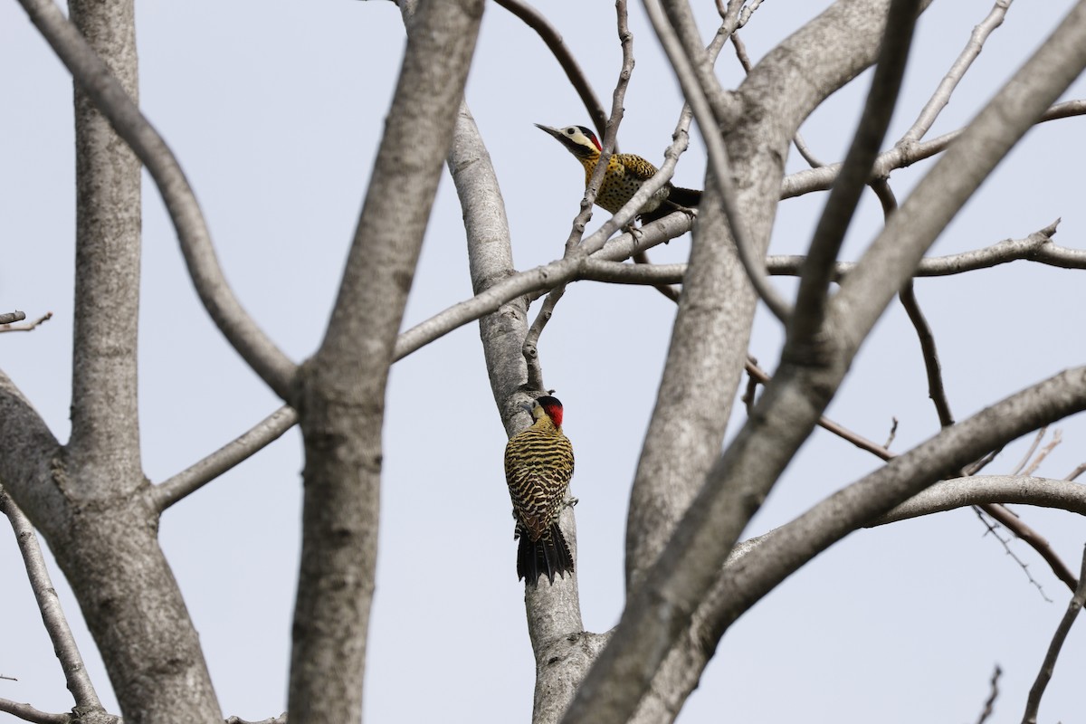 Green-barred Woodpecker - ML642233264