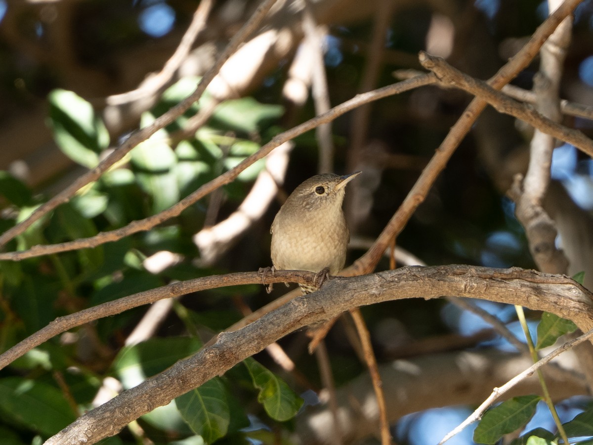 Northern House Wren - ML642233265