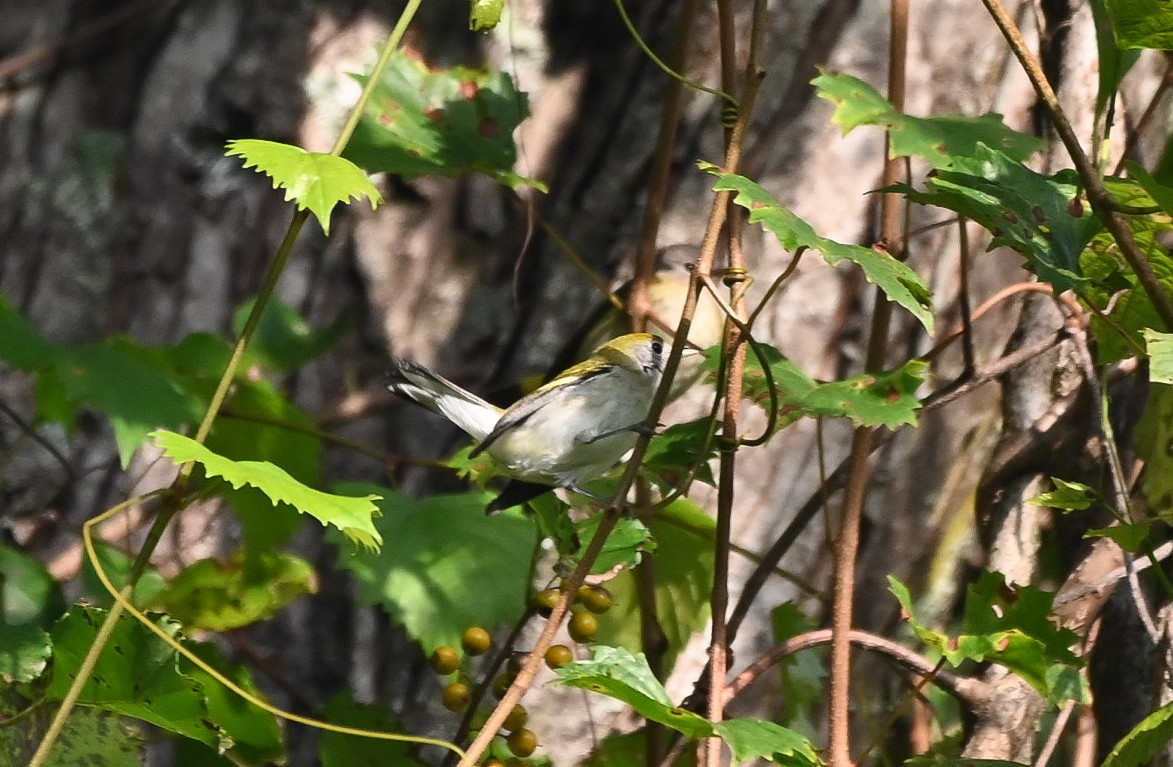 Chestnut-sided Warbler - ML642233267