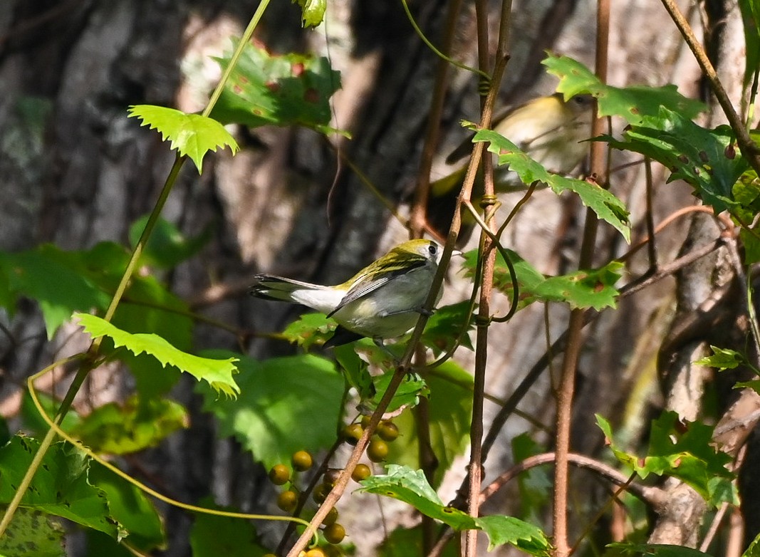 Chestnut-sided Warbler - ML642233268