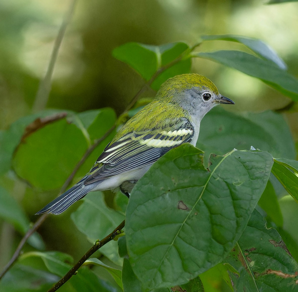 Chestnut-sided Warbler - ML642233272