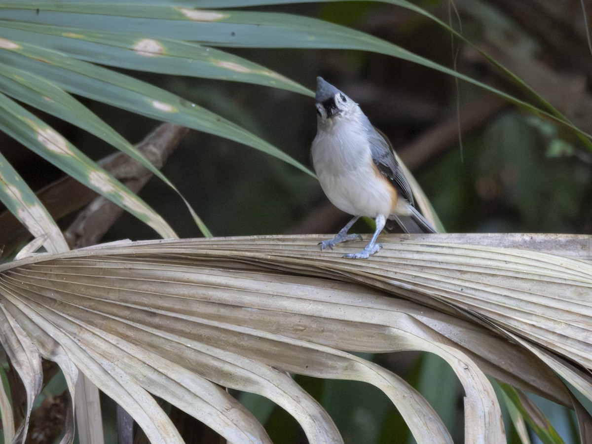 Tufted Titmouse - ML642233275