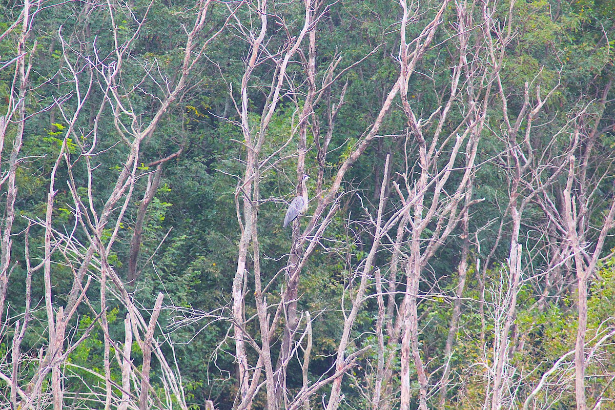 Great Blue Heron - ML642233281