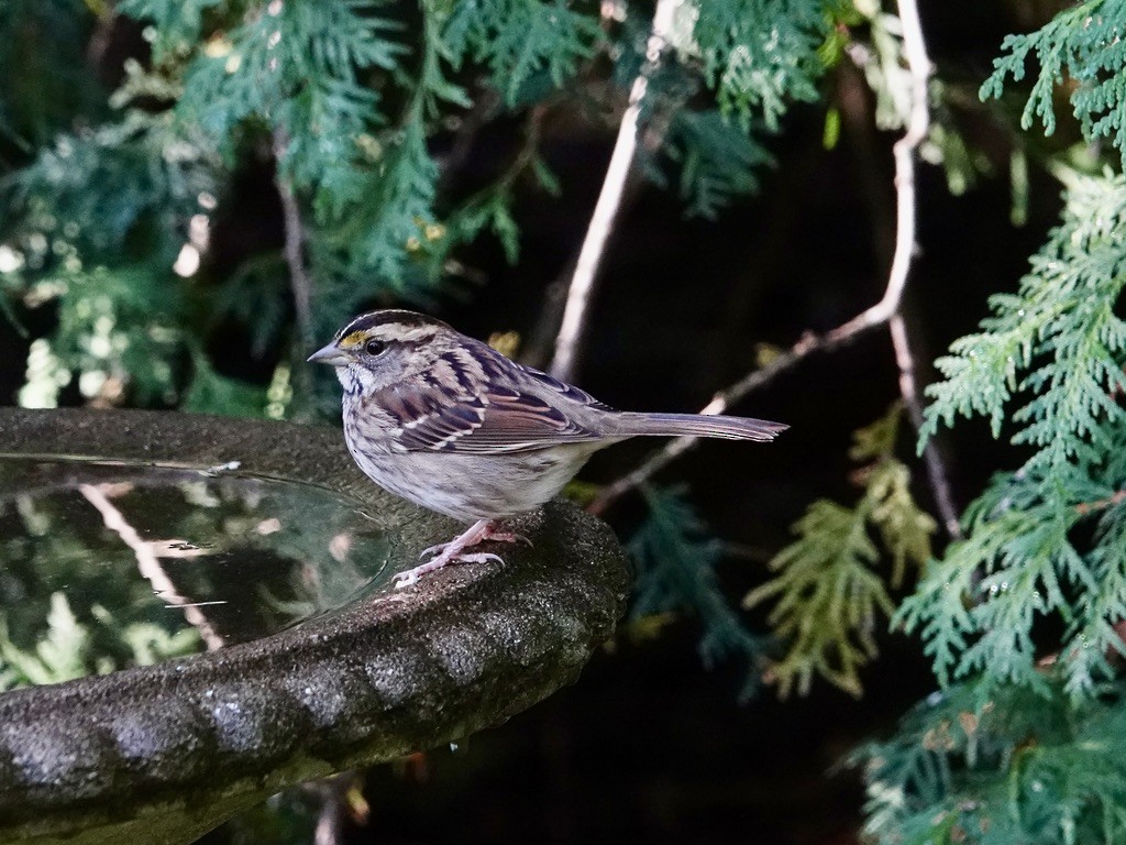 White-throated Sparrow - ML642233282