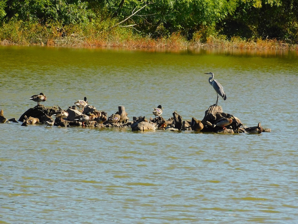 Хөх дэглий - ML642233300