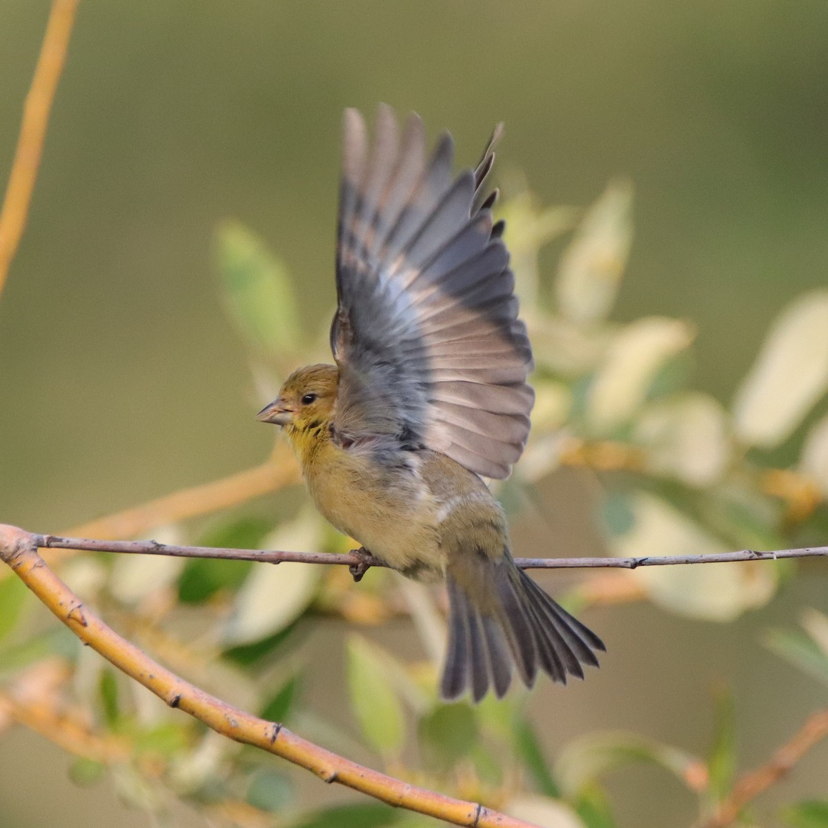 American Goldfinch - ML642233324