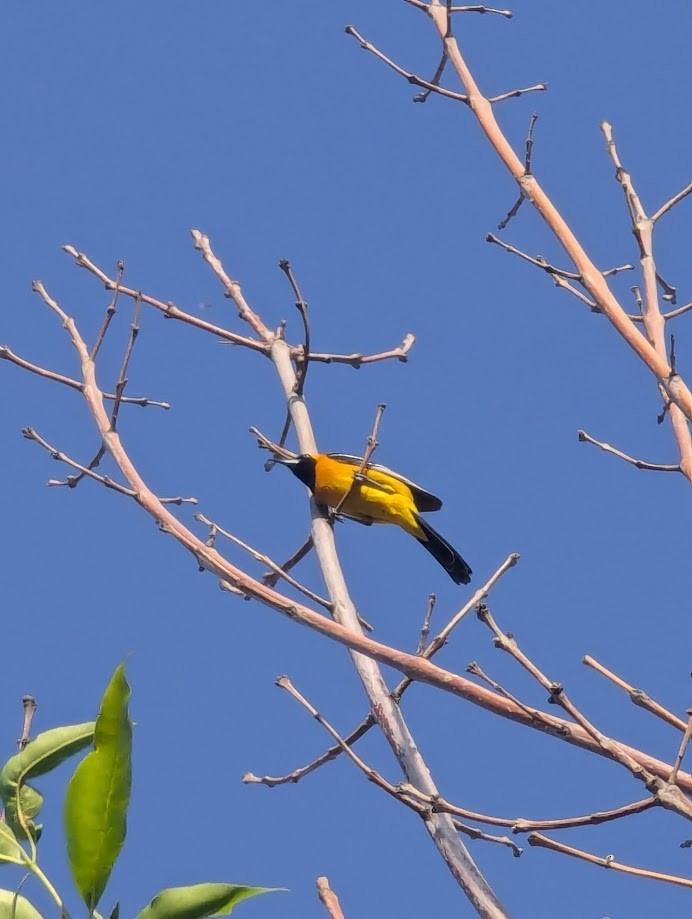 Hooded Oriole - ML642233331