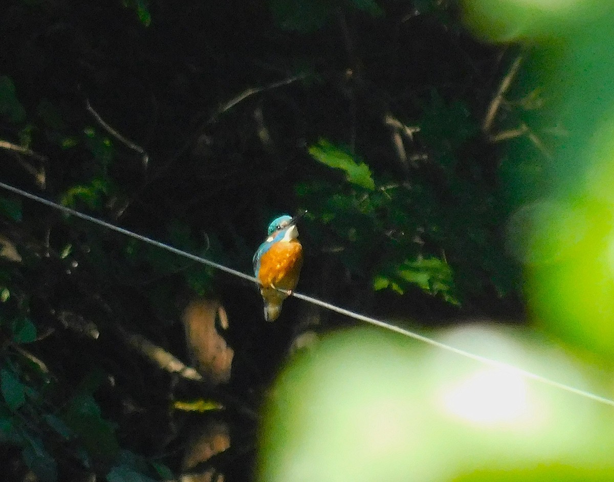 Номин шогшир - ML642233351