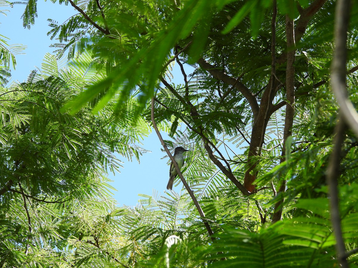 La Sagra's Flycatcher - ML642233370