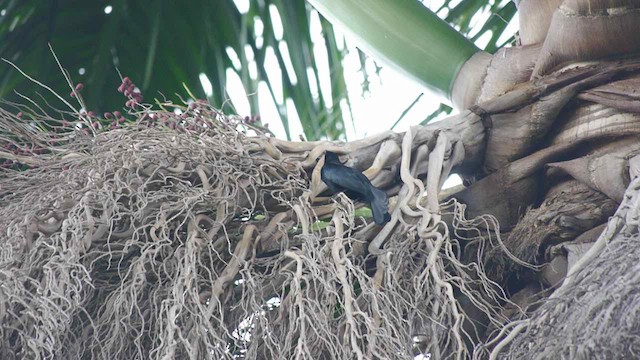 Carib Grackle - ML642233379