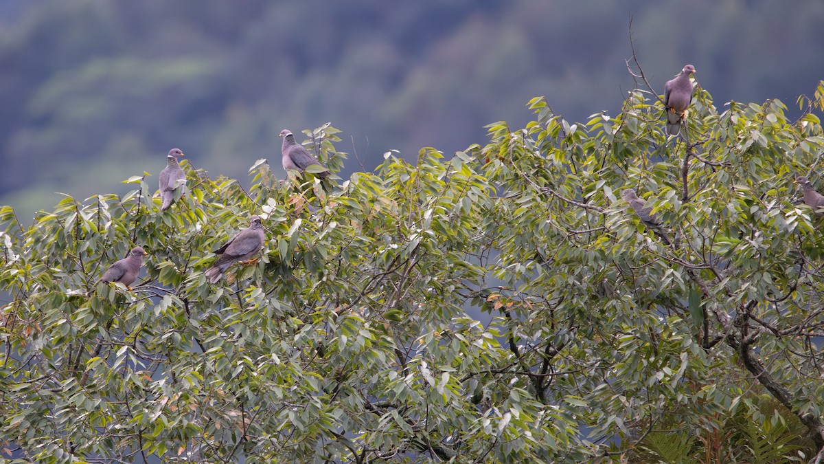 bånddue - ML642233394