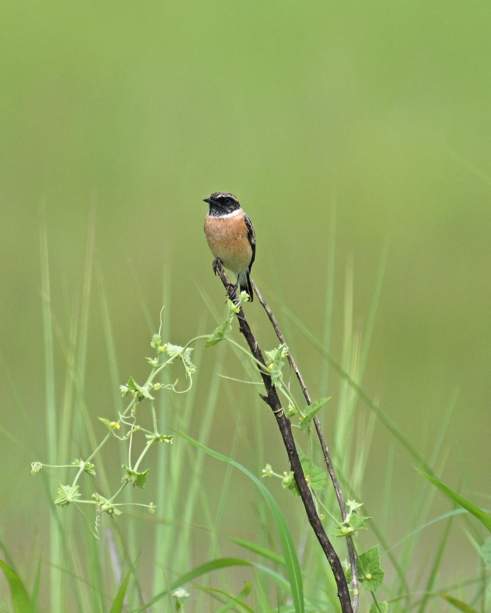 Siberian Stonechat - ML642233398