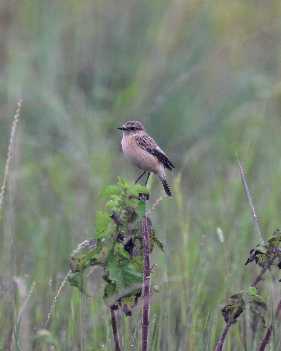 Siberian Stonechat - ML642233399