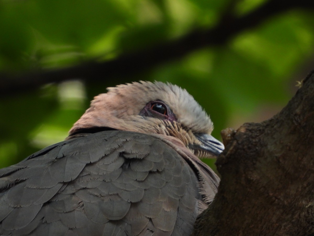 Red-eyed Dove - ML642233401