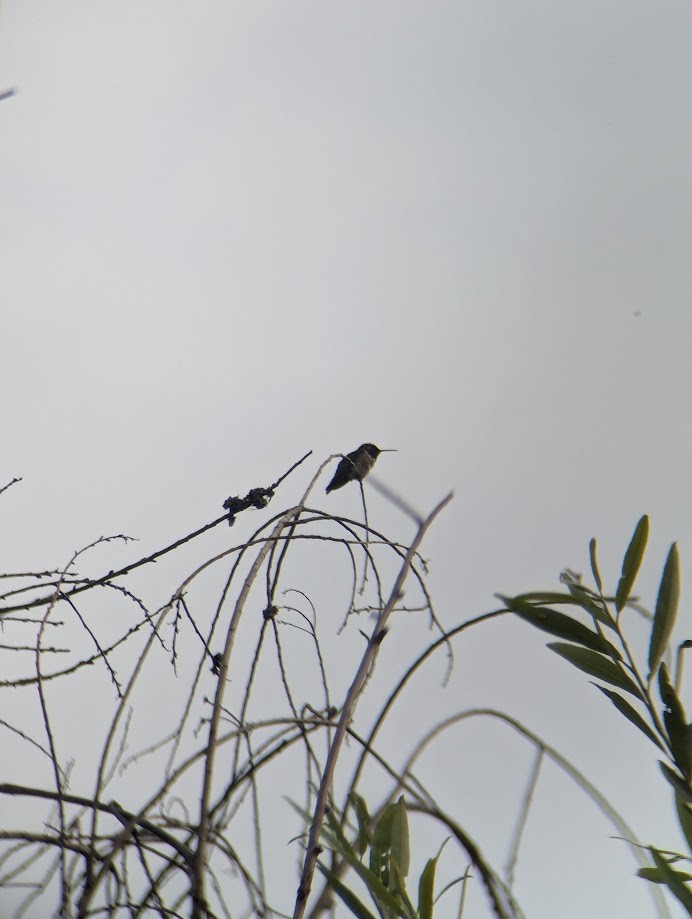 Black-chinned Hummingbird - ML642233413