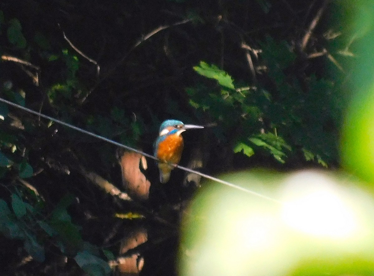 Номин шогшир - ML642233414