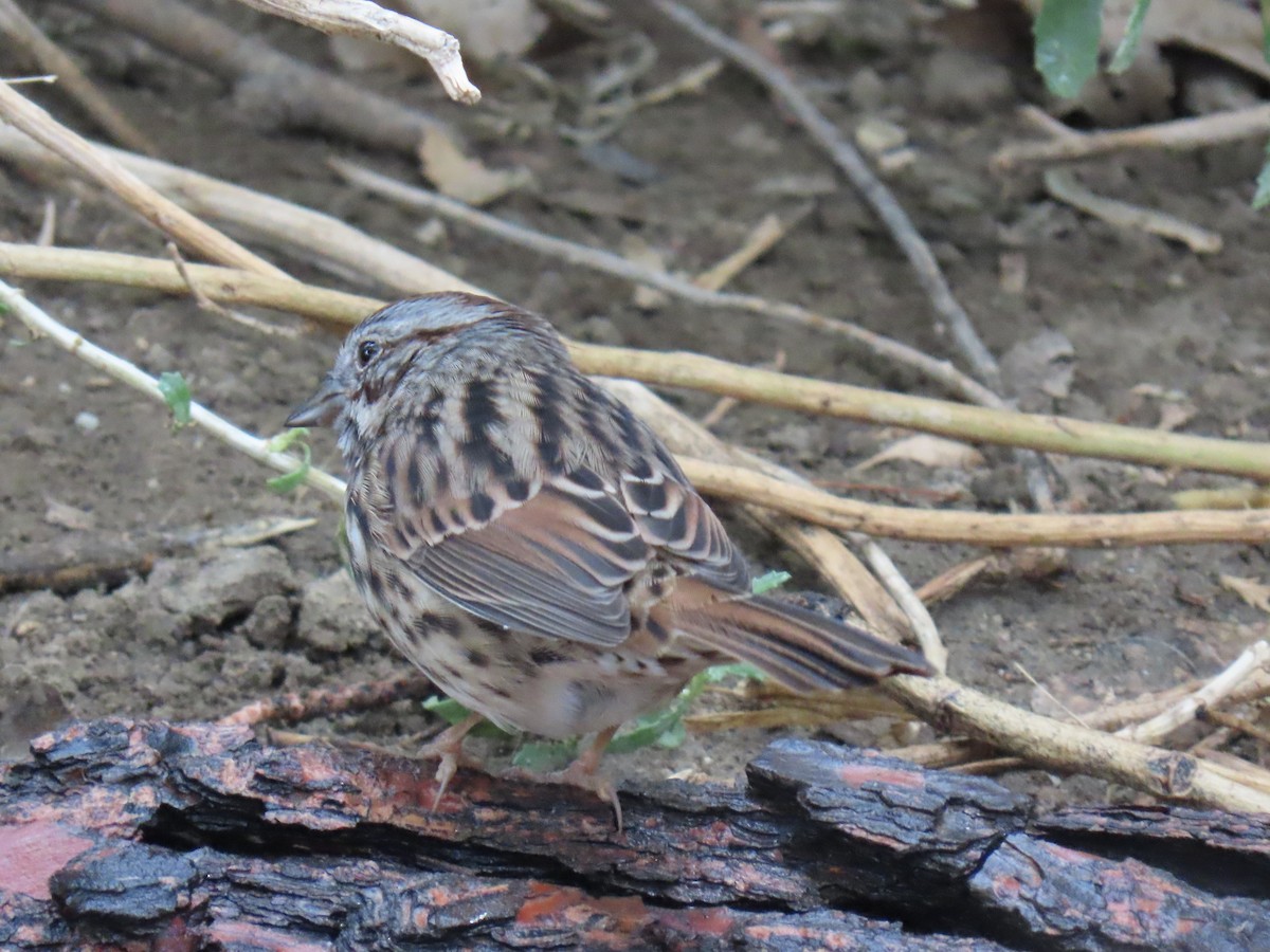 Song Sparrow - ML642233419