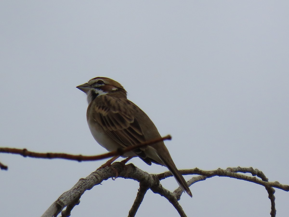 Lark Sparrow - ML642233432
