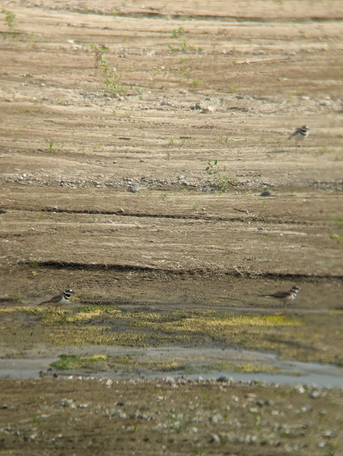 Killdeer - ML642233435