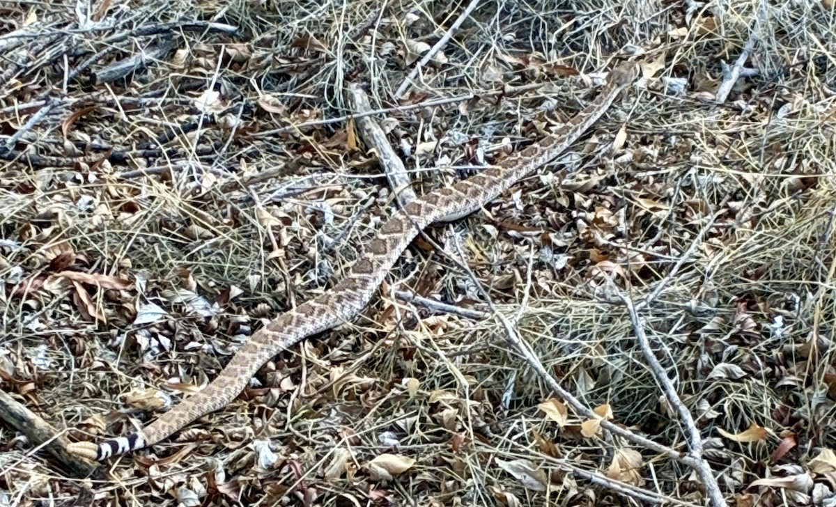 Western Diamond-backed Rattlesnake - ML642233441