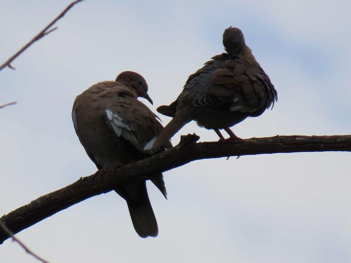 White-winged Dove - ML642233449